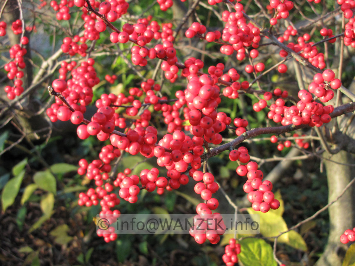 Ilex verticillata (female) Weiblich 03b.JPG